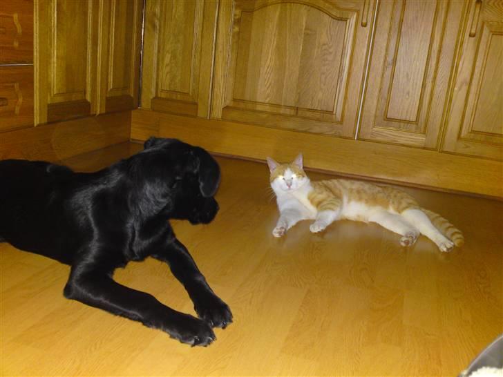 Blanding af racer Tarzan (DØD D. 15/9 - 09) - Tarzan slænger sig på køkkengulvet og Bella holder øje. :o) billede 8