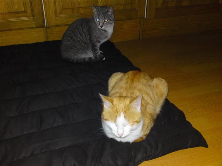 Blanding af racer Tarzan (DØD D. 15/9 - 09) - Tarzan putter på hundetæppet. Bedste ven Mickey sidder bagved. :o) billede 9