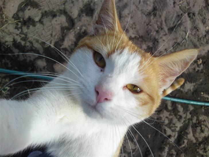 Blanding af racer Tarzan (DØD D. 15/9 - 09) - Hva laver du? :o) billede 10