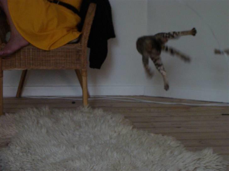 Bengal Roulette billede 9