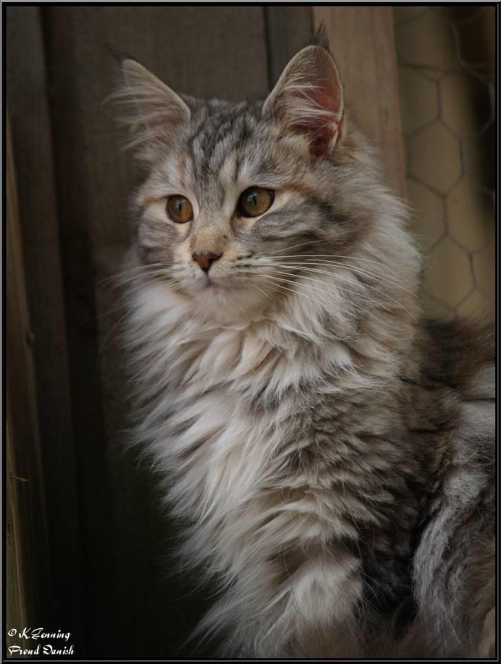 Maine Coon DK Proud Danish Jade - 8 mdr billede 1