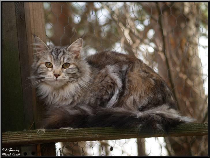 Maine Coon DK Proud Danish Jade billede 2