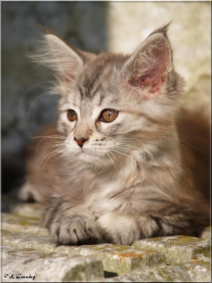 Maine Coon DK Proud Danish Jade billede 3