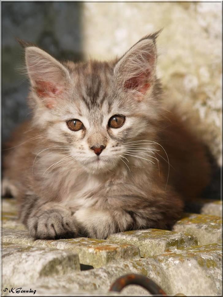 Maine Coon DK Proud Danish Jade billede 4