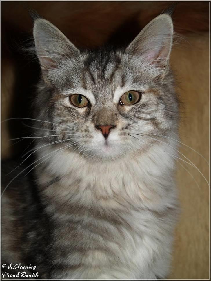 Maine Coon DK Proud Danish Jade billede 5