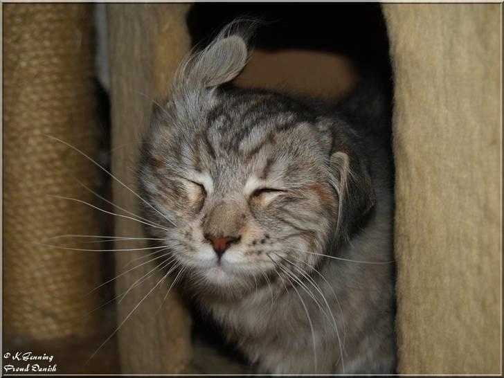 Maine Coon DK Proud Danish Jade - Head shaking syndrome Hi hi hi ;o) billede 6