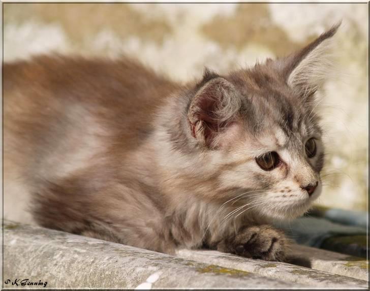 Maine Coon DK Proud Danish Jade billede 7