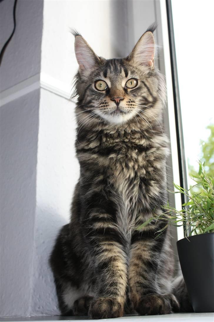 Maine Coon Hugo billede 14