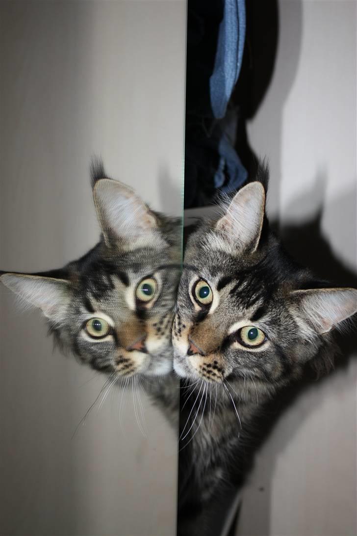 Maine Coon Hugo billede 16