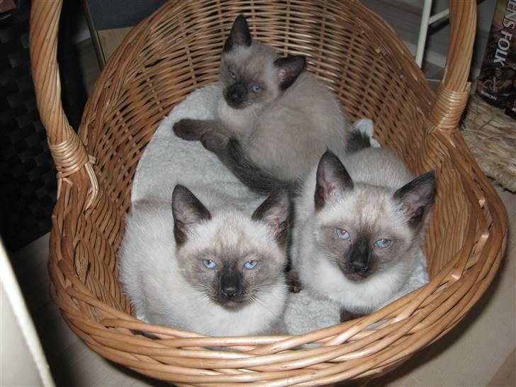 Siameser Ozzy billede 1