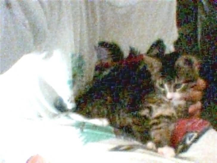 Huskat Mille billede 8