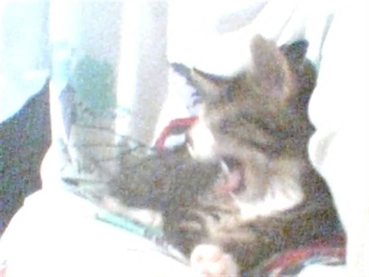 Huskat Mille billede 9