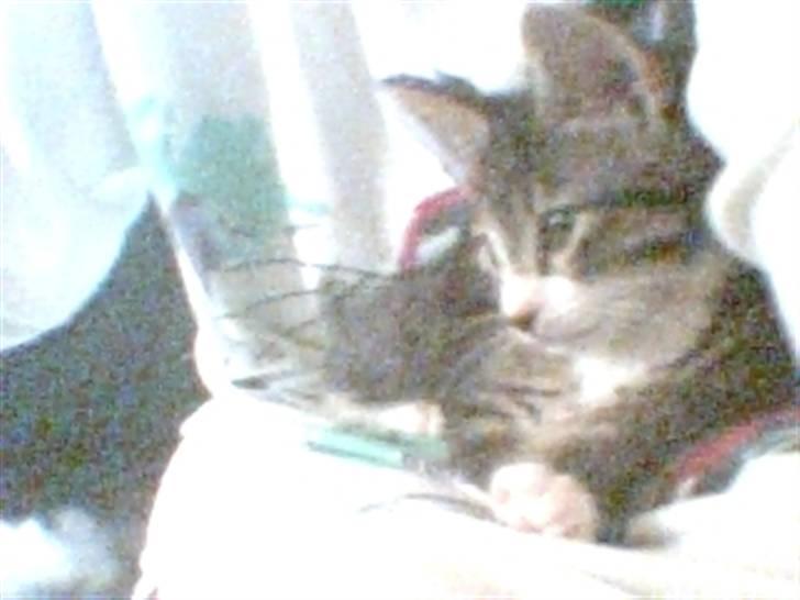 Huskat Mille billede 10