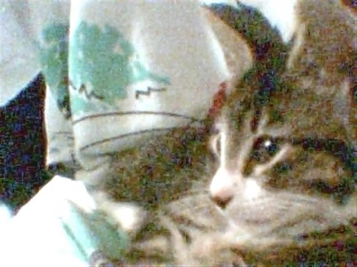 Huskat Mille billede 11