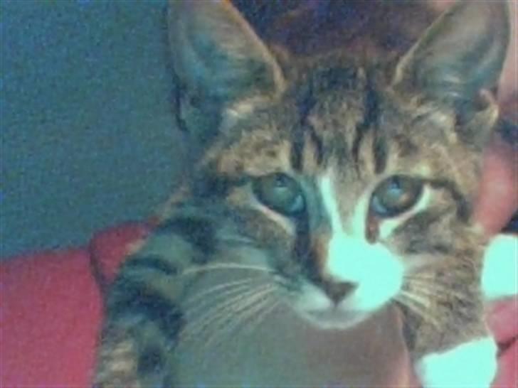 Huskat Mille billede 12