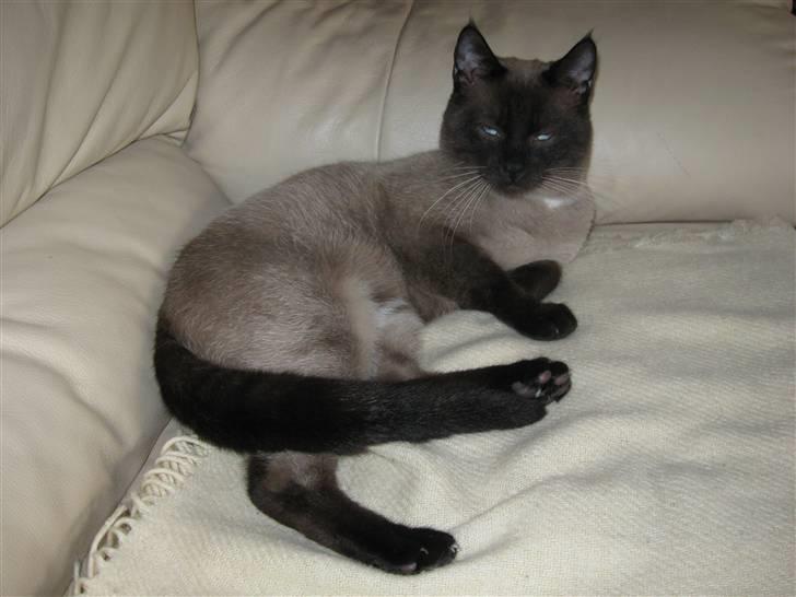 Siameser Ozzy billede 2