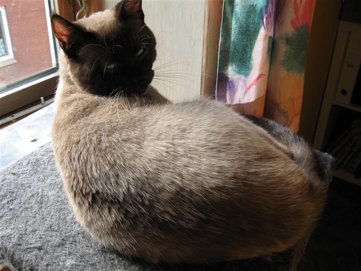 Siameser Ozzy billede 3