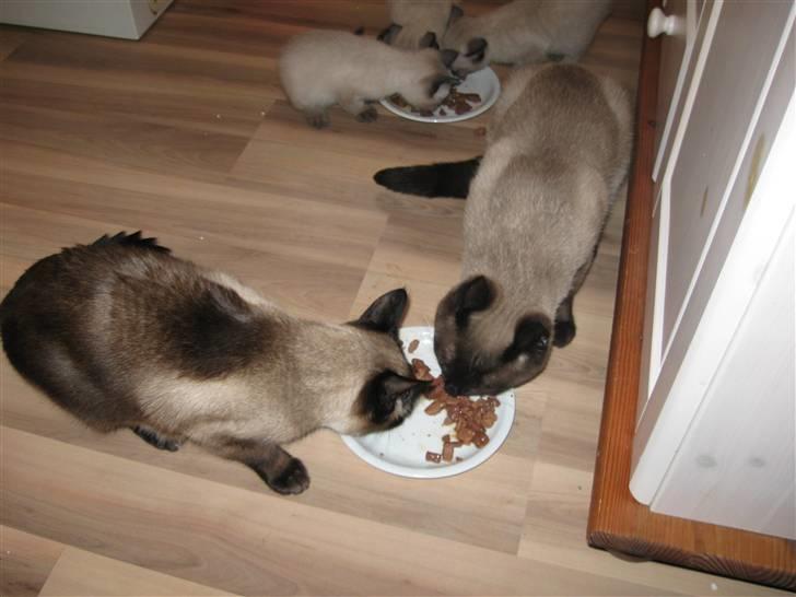 Siameser Ozzy billede 4