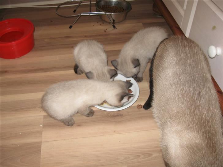 Siameser Ozzy billede 5