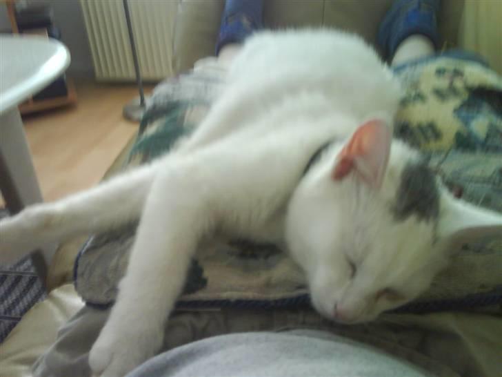 Huskat Liam billede 4