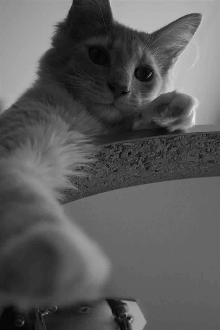 Maine Coon Oliver - 6 måneder billede 7