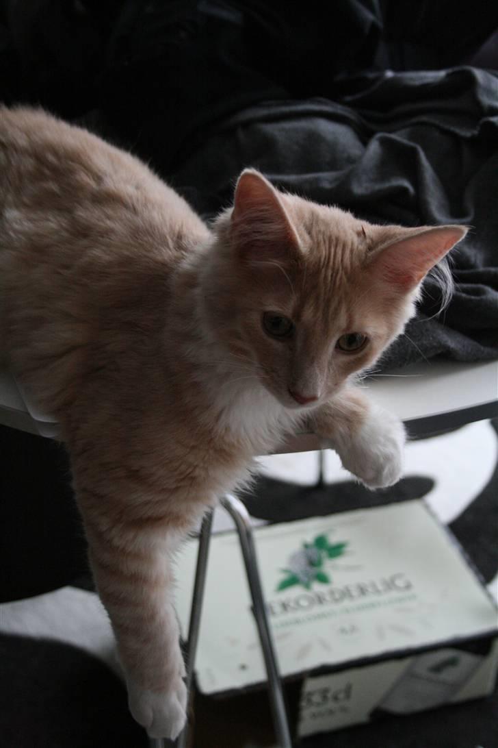 Maine Coon Oliver - 6 måneder billede 8