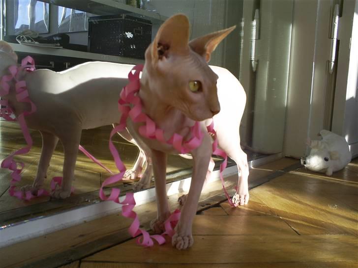 Sphynx Cassiopeia billede 18