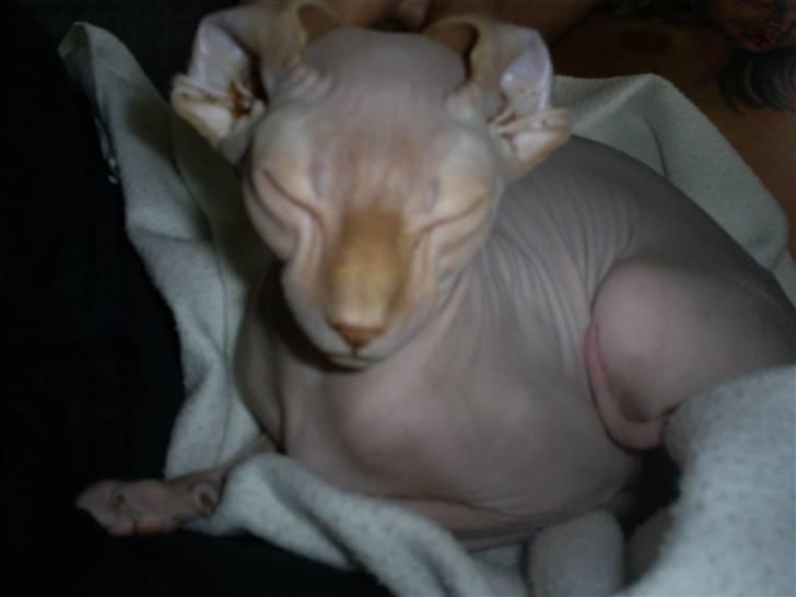 Sphynx Cassiopeia billede 20