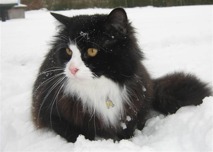 Blanding af racer <3 Miv <3 - # 15. Er jeg ik fin.. Taget d. 15/2-2010 billede 15