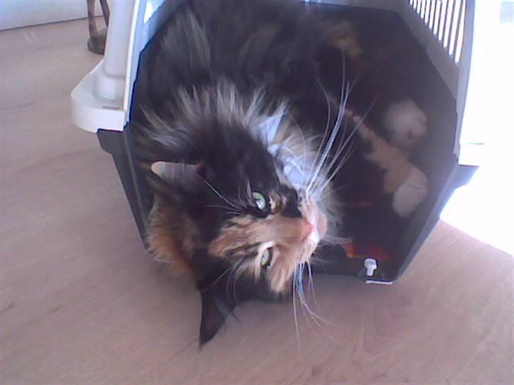 Maine Coon Malou - Malou i sin transport kasse :´) billede 19