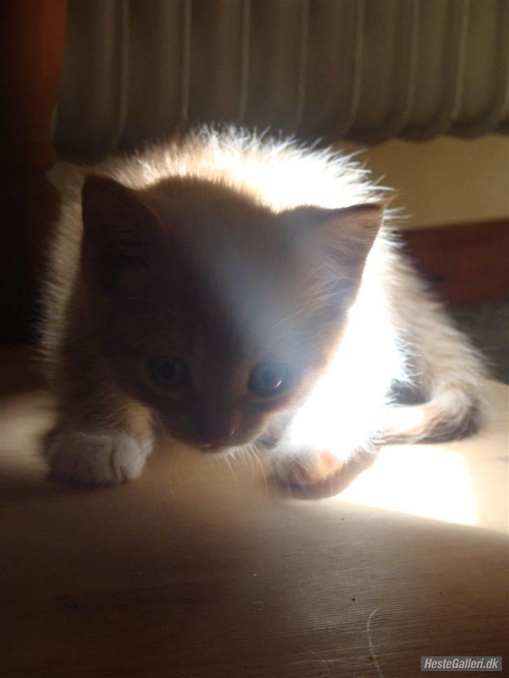 Huskat Killingen Prop 09 - jeg en smiger ;D billede 11