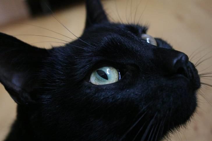 Huskat Panthera Onca Longtail billede 11