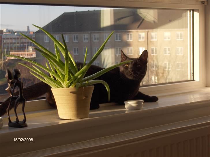 Huskat Panthera Onca Longtail billede 12