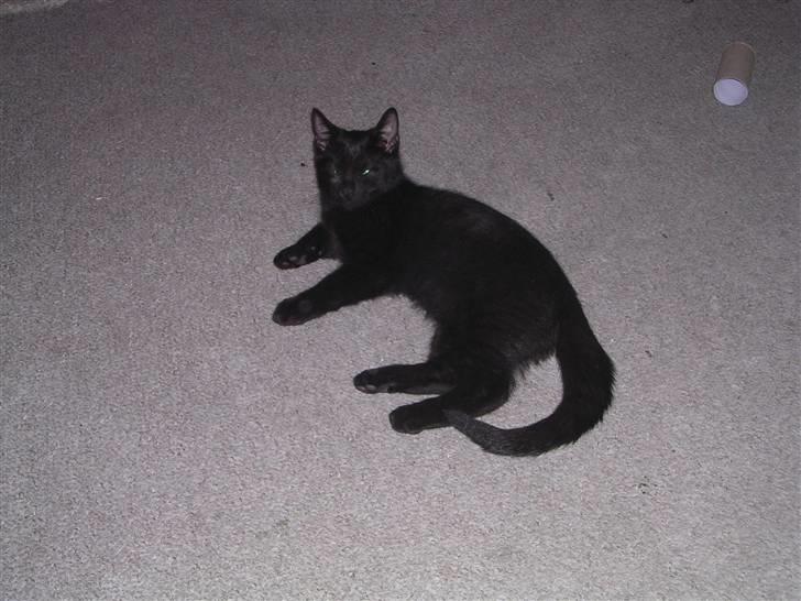 Huskat Panthera Onca Longtail billede 13