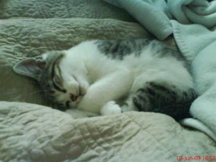 Huskat milla. billede 1