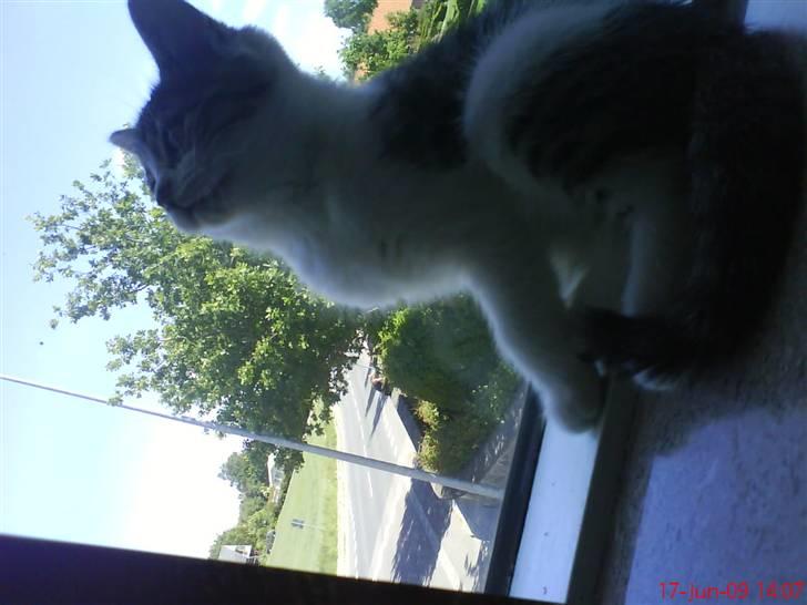 Huskat milla. billede 2