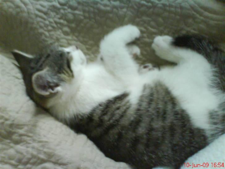 Huskat milla. billede 3