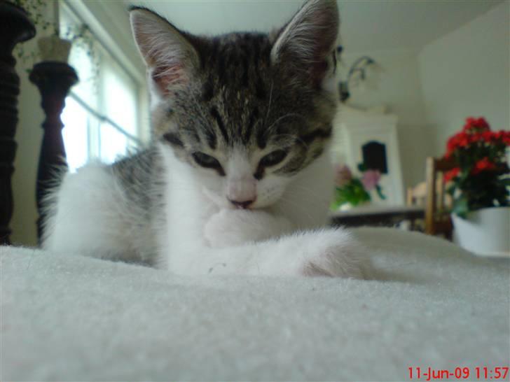 Huskat milla. billede 4