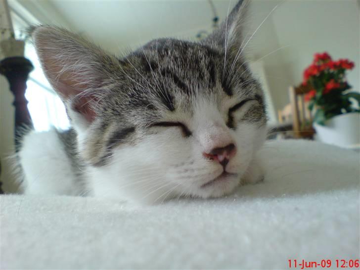 Huskat milla. billede 5