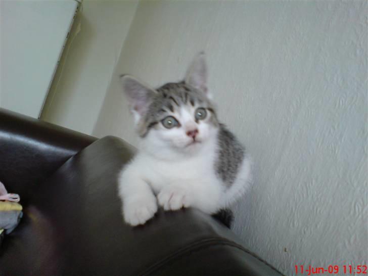 Huskat milla. billede 6