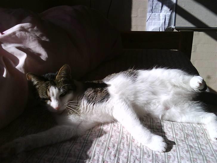 Huskat Mille *Elsket!* - Photo cat billede 16