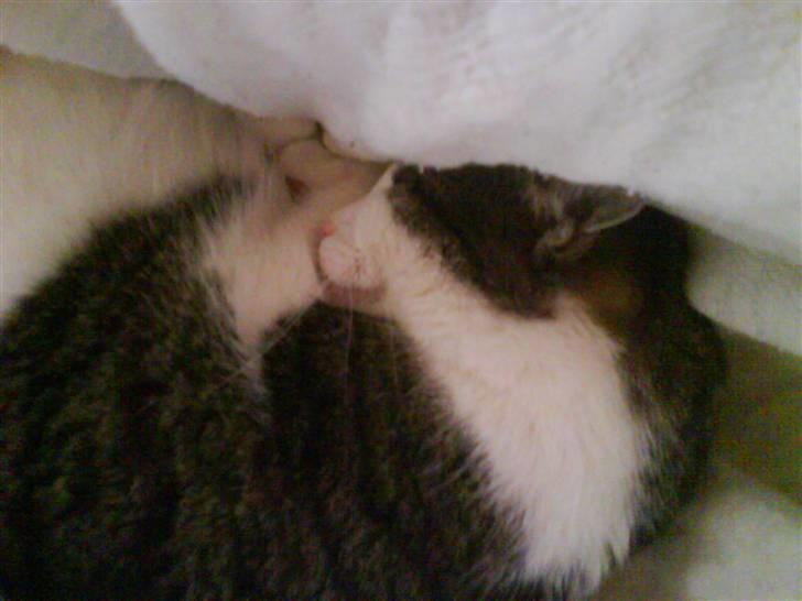 Huskat Mille *Elsket!* - Nurh hun  sover igen :O billede 17