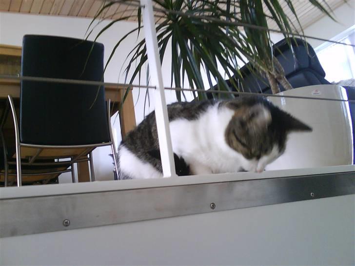 Huskat Mille *Elsket!* - Trappen er spændene hva? billede 18