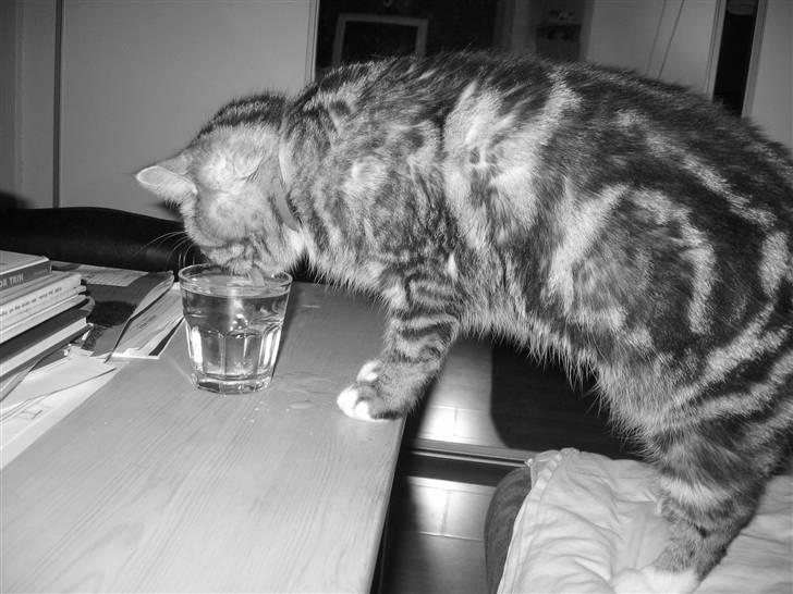 Blanding af racer Donna billede 1