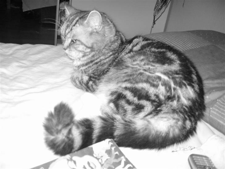 Blanding af racer Donna billede 2