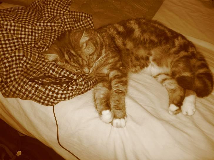 Blanding af racer Donna billede 3