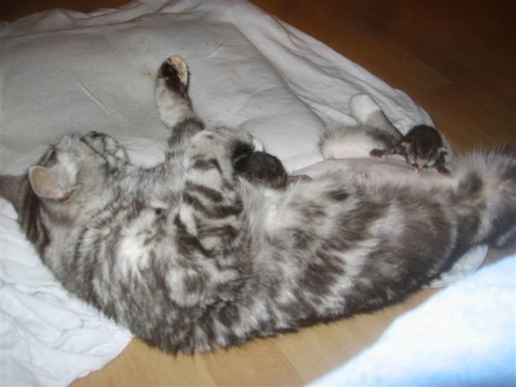 Blanding af racer Donna billede 4