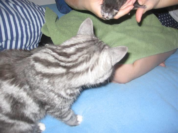 Blanding af racer Donna billede 5