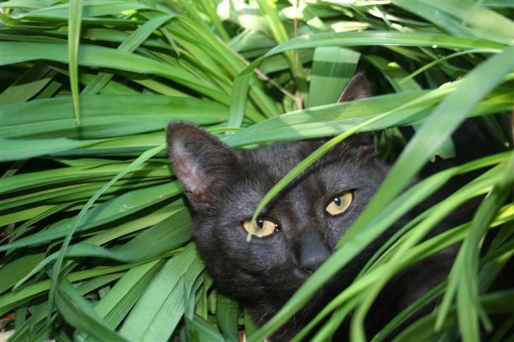 Blanding af racer Felix - Idag vil jeg være en farlig sort panter i junglen, så pas på ;) billede 1