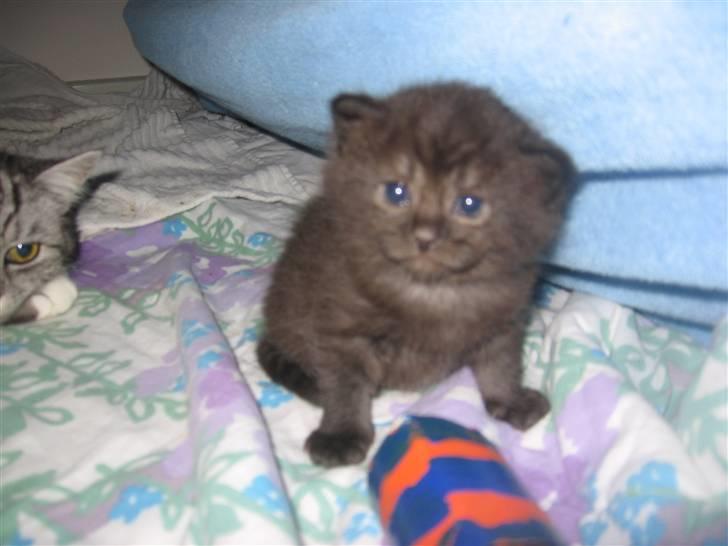 Blanding af racer Felix - hvad skal jeg med den der røde og blå dims, mor? :P billede 2